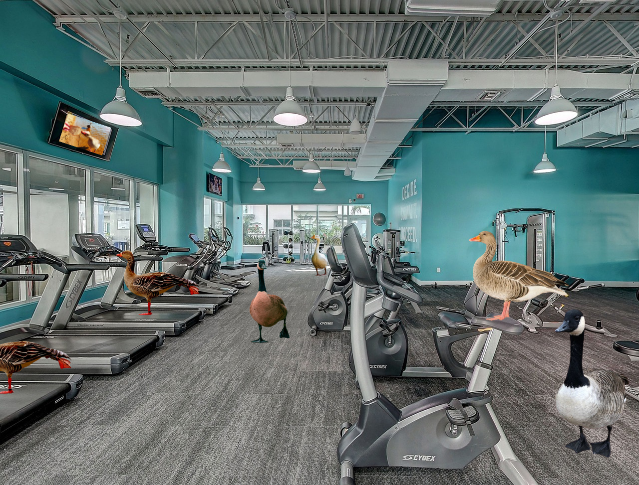 Gänse im Fitnessstudio